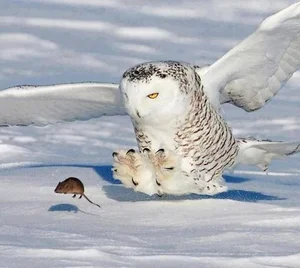 Nature’s Most Dangerous Hunters: Top 14 Deadliest Predators on the Planet Today - image 9