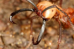 Nature’s Most Dangerous Hunters: Top 14 Deadliest Predators on the Planet Today - image 11