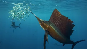 Nature’s Most Dangerous Hunters: Top 14 Deadliest Predators on the Planet Today - image 8