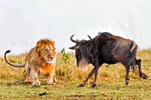 Nature’s Most Dangerous Hunters: Top 14 Deadliest Predators on the Planet Today - image 12