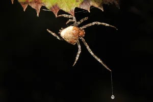 Nature’s Most Dangerous Hunters: Top 14 Deadliest Predators on the Planet Today - image 5