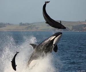 Nature’s Most Dangerous Hunters: Top 14 Deadliest Predators on the Planet Today - image 13