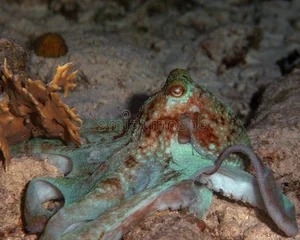 Nature’s Most Dangerous Hunters: Top 14 Deadliest Predators on the Planet Today - image 1