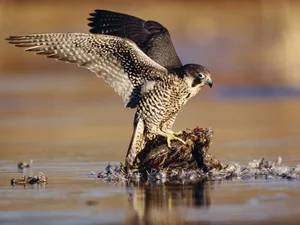 Nature’s Most Dangerous Hunters: Top 14 Deadliest Predators on the Planet Today - image 7