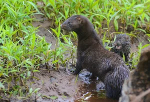 Nature’s Most Dangerous Hunters: Top 14 Deadliest Predators on the Planet Today - image 2