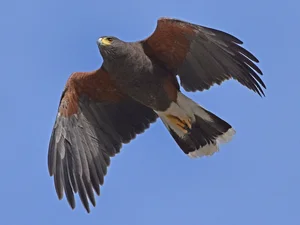 Nature’s Most Dangerous Hunters: Top 14 Deadliest Predators on the Planet Today - image 6
