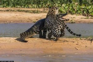 Nature’s Most Dangerous Hunters: Top 14 Deadliest Predators on the Planet Today - image 3