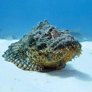 Nature’s Most Dangerous Hunters: Top 14 Deadliest Predators on the Planet Today - image 10