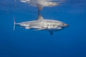 Nature’s Most Dangerous Hunters: Top 14 Deadliest Predators on the Planet Today - image 4