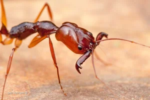 Nature’s Most Dangerous Hunters: Top 14 Deadliest Predators on the Planet Today - image 0