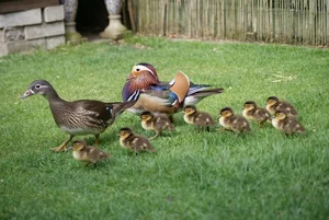 Exploring the Enchanting Colors of the Mandarin Duck, Nature's Masterpiece - image 0