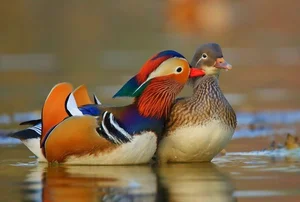 Exploring the Enchanting Colors of the Mandarin Duck, Nature's Masterpiece - image 5