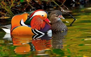 Exploring the Enchanting Colors of the Mandarin Duck, Nature's Masterpiece - image 7
