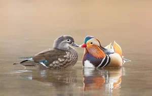Exploring the Enchanting Colors of the Mandarin Duck, Nature's Masterpiece - image 4