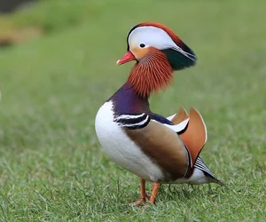 Exploring the Enchanting Colors of the Mandarin Duck, Nature's Masterpiece - image 3