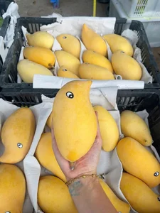 The Fascinating Origin of the Sweet Golden Mangoes Sweeping the Market - image 3