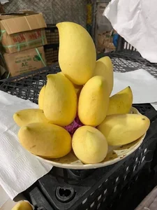 The Fascinating Origin of the Sweet Golden Mangoes Sweeping the Market - image 8