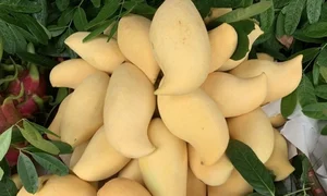 The Fascinating Origin of the Sweet Golden Mangoes Sweeping the Market - image 2