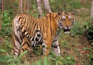 The Mystery of the Indochinese Tiger: Former King of Vietnam's Jungles - image 5