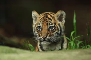 The Mystery of the Indochinese Tiger: Former King of Vietnam's Jungles - image 2
