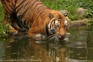 The Mystery of the Indochinese Tiger: Former King of Vietnam's Jungles - image 7