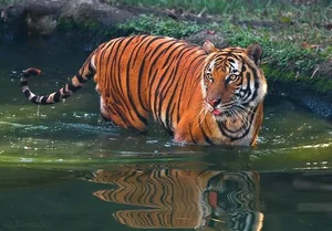 The Mystery of the Indochinese Tiger: Former King of Vietnam's Jungles - image 0
