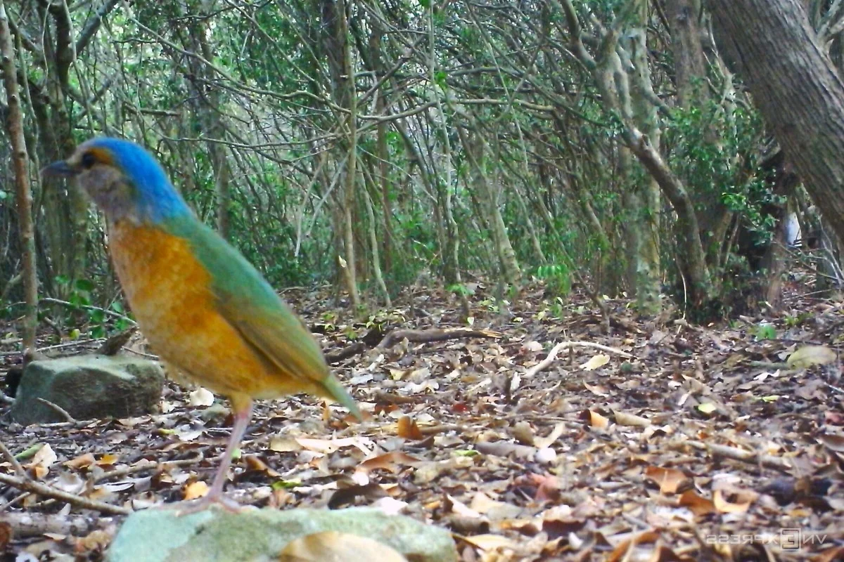 Rare and Endangered Wildlife of Nui Chua National Park in Vietnam