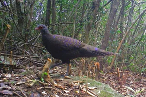Rare and Endangered Wildlife of Nui Chua National Park in Vietnam - image 2
