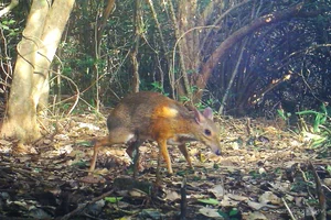 Rare and Endangered Wildlife of Nui Chua National Park in Vietnam - image 4