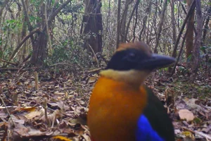 Rare and Endangered Wildlife of Nui Chua National Park in Vietnam - image 6