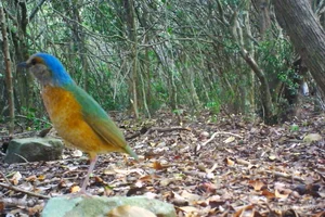 Rare and Endangered Wildlife of Nui Chua National Park in Vietnam - image 0