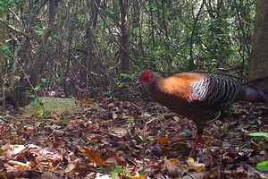 Rare and Endangered Wildlife of Nui Chua National Park in Vietnam - image 1