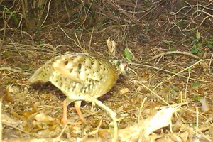 Rare and Endangered Wildlife of Nui Chua National Park in Vietnam - image 3