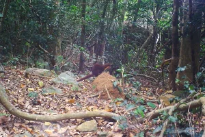 Rare and Endangered Wildlife of Nui Chua National Park in Vietnam - image 5