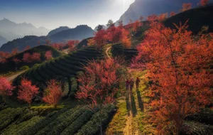 Stunning Sapa Wallpapers: Best High-Quality Backgrounds for PC and Mobile - image 8
