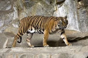 Urgent Alarm: The World's Most Critically Endangered Species - image 6