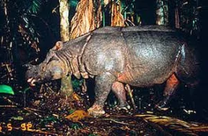 Urgent Alarm: The World's Most Critically Endangered Species - image 5