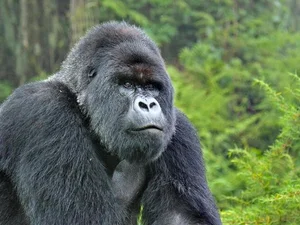Urgent Alarm: The World's Most Critically Endangered Species - image 3