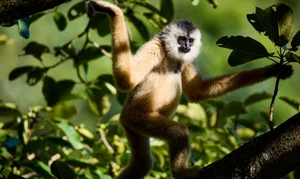 Urgent Alarm: The World's Most Critically Endangered Species - image 0