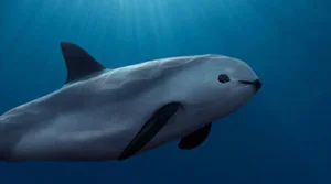 Urgent Alarm: The World's Most Critically Endangered Species - image 1