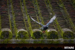 Preserving Heritage: The 200-Year-Old Jackfruit Wood House in Da Nang - image 1