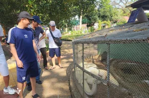 The Rare Albino Python: A Majestic Resident of Dong Tam Snake Farm - image 2