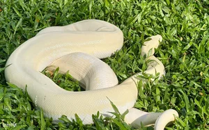 The Rare Albino Python: A Majestic Resident of Dong Tam Snake Farm - image 1