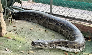 The Rare Albino Python: A Majestic Resident of Dong Tam Snake Farm - image 7
