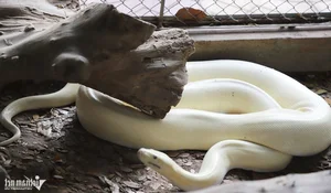 The Rare Albino Python: A Majestic Resident of Dong Tam Snake Farm - image 3