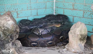 The Rare Albino Python: A Majestic Resident of Dong Tam Snake Farm - image 5