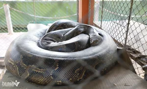 The Rare Albino Python: A Majestic Resident of Dong Tam Snake Farm - image 0