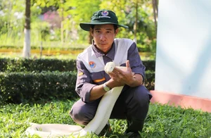 The Rare Albino Python: A Majestic Resident of Dong Tam Snake Farm - image 4