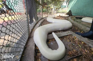 The Rare Albino Python: A Majestic Resident of Dong Tam Snake Farm - image 6