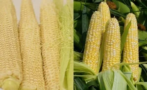 From Agricultural Waste to Premium Specialty: The Rise of High-Value Eco-Foods - image 5